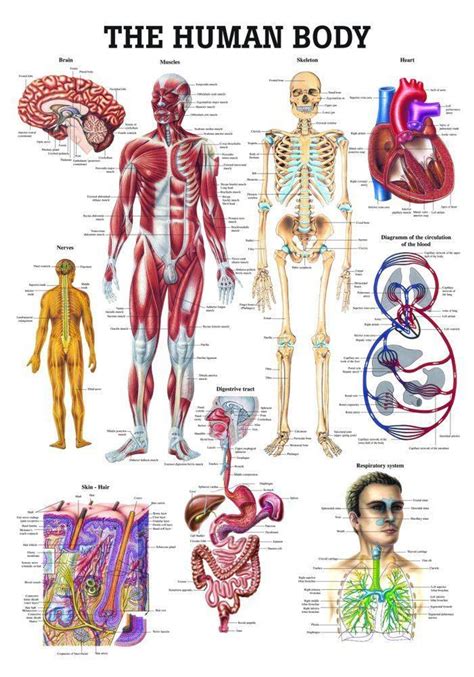 anatomik body|anatomical chart anatomy.